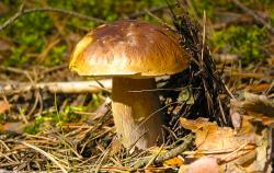 Jesienny zawrót głowy – gotujemy sezonowo