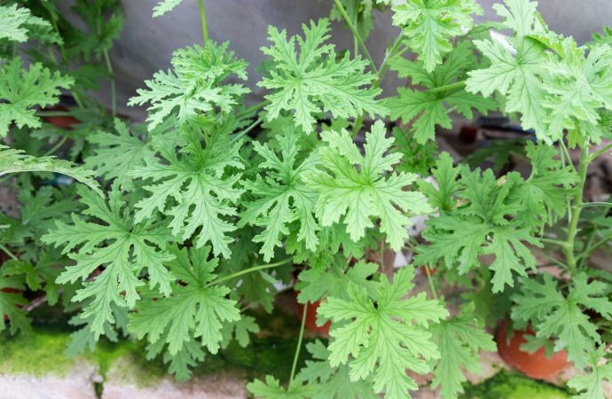 Geranium – roślina multifunkcyjna