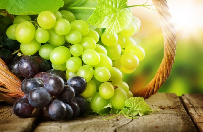 Winogrona – lekarstwo na raka?