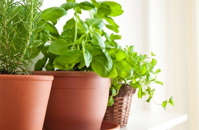 Zdrowe zioła, które zasadzisz w domowym zaciszu