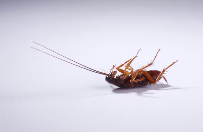 Sposoby na pozbycie się karaluchów z domu