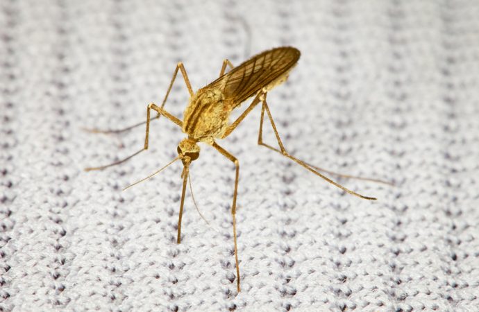 Jak odstraszyć komary?