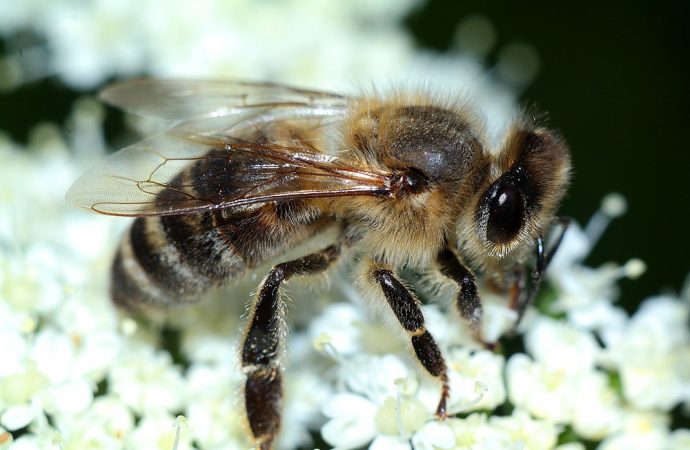 Pierzga pszczela – cud, choć nie miód