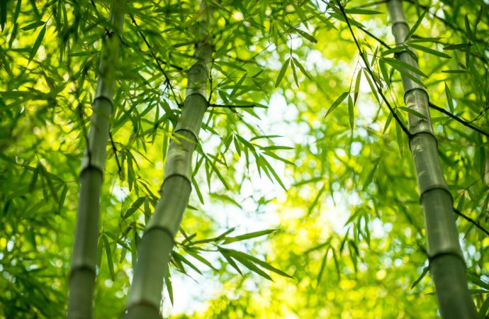 Podłoga z bambusa – czy warto?