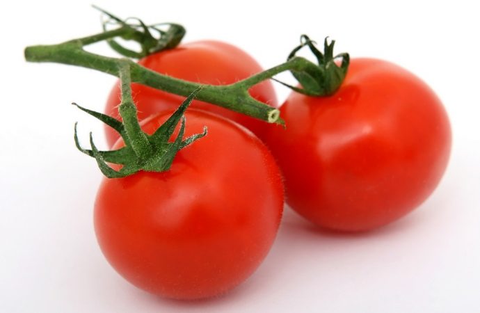 Uprawa pomidorów w donicy – czy to możliwe?