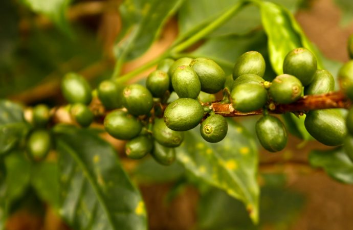 Zielona kawa – o co tyle szumu?