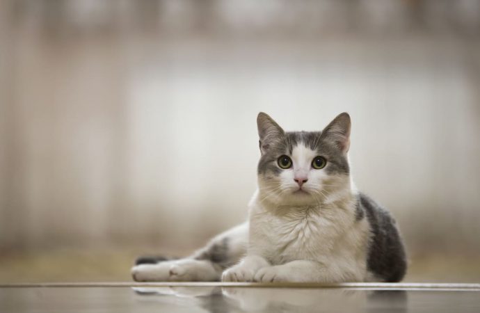Ailurofobia – chorobliwy lęk przed kotami