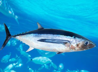 Tuńczyk – nie tylko pasta i sałatka